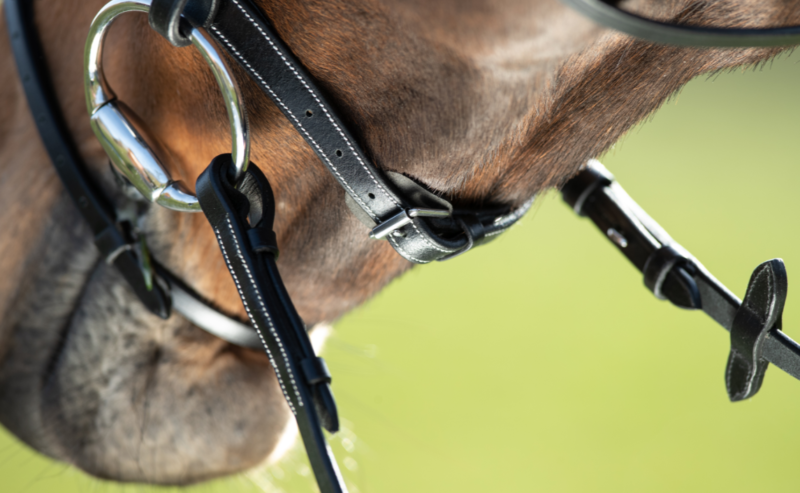 Anatoomilised valjad Horse Fitform International