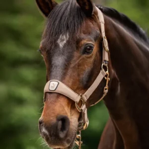 cavallo päitsed